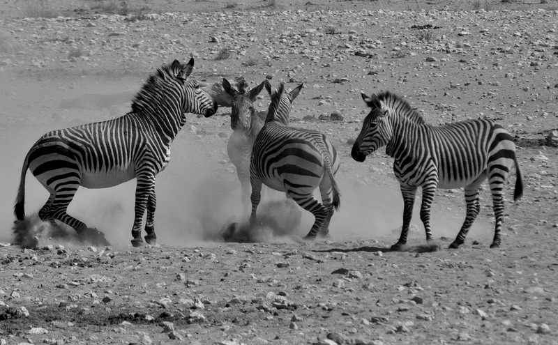 Frivolous Zebras